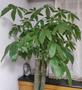 发财树叶子发黄原因及解决办法 叶子发黄脱落怎样挽救