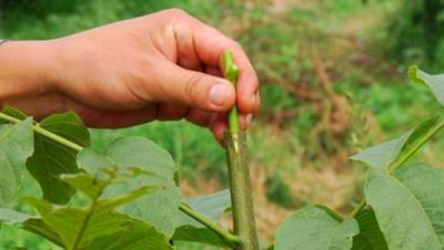 核桃结的核桃皮太厚硬不好剥 核桃树为什么结的皮越来越厚