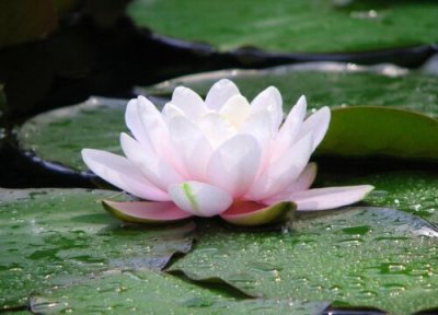 种子传播的植物有哪些 有哪些植物传播种子的方式