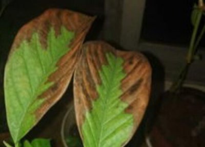 玉兰树叶子发黄怎么办 叶子变黄补救方法