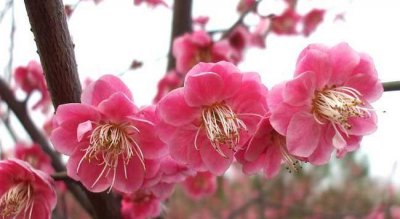 梅花的特点和精神 梅花的外形样子、颜色及气味特征描写