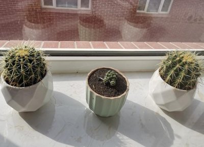 仙人球追什么肥最好 夏季最适合给仙人球喂什么肥