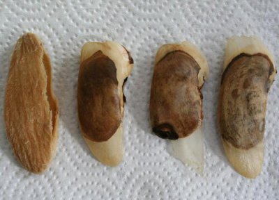 芒果核栽种需要注意哪些方面 用芒果核栽种的芒果盆栽长芒果吗