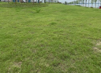 草坪生长周期 草坪打什么药好