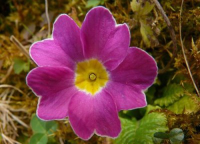 有活力的花 代表活力的花