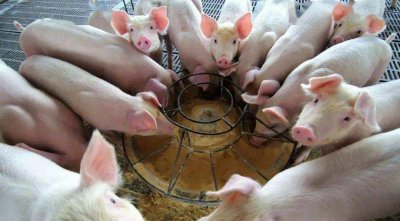 养100头猪国家补贴多少钱 现在农村养猪国家有补贴吗