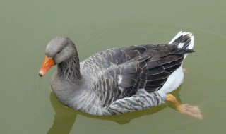 雁鹅是什么 雁鹅指的是什么