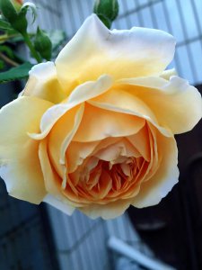 王妃月季优缺点 藤本玛格丽特王妃耐寒又勤花长的快