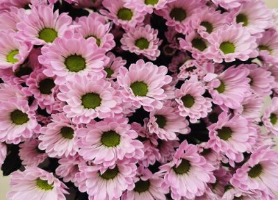 客厅放小雏菊好吗 小雏菊摆放在家里客厅风水吉利吗