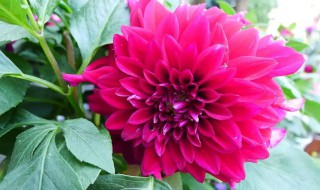 温室大丽花冬天怎么养护 温室大丽花冬天如何养护