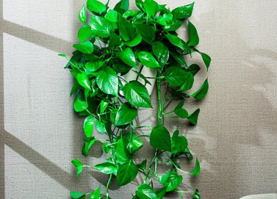 绿萝和吊兰区别 绿萝和吊兰的区别