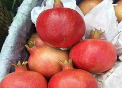 红石榴是热性还是凉性 红石榴属于热性还是凉性