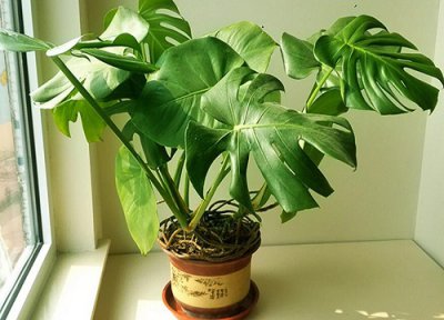 龟背竹冬天怎么养才能安全过冬 越冬养殖方法和注意事项