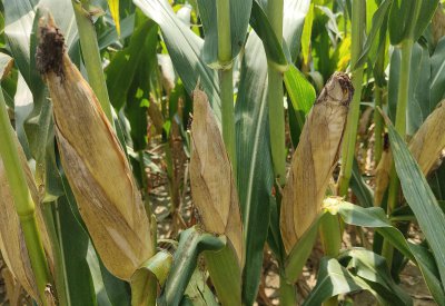 迪卡653玉米品种简介 耐密植、抗病性强、高抗倒伏