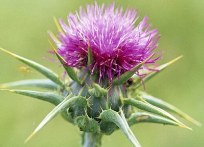 蓟马冬天冻死 蓟马冬天会冻死吗