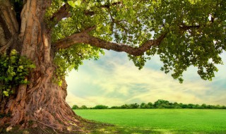 梦见大树倒了是什么预兆 梦见大树倒了预示着什么