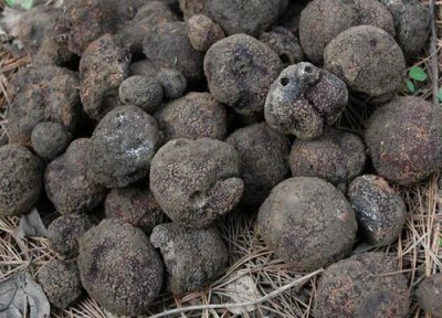 松露类型与属性 松露是什么植物类别