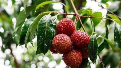 哪种荔枝品种最好吃 好吃香甜的5个荔枝品种推荐