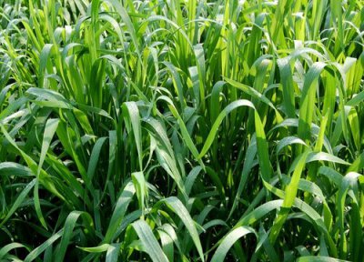 小麦是什么植物 小麦长什么样子图片