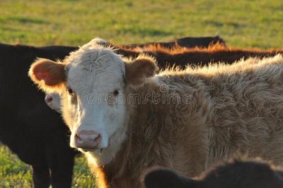 哪个生肖的孩子比较聪明有本事 十二生肖谁的孩子最有本事