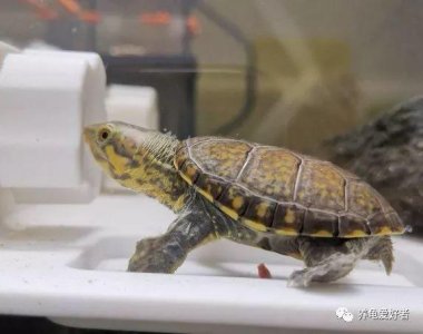 养乌龟的好处介绍 在家里饲养观赏龟的具体好处