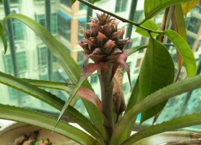 菠萝什么时候催花 菠萝催花时间和方法