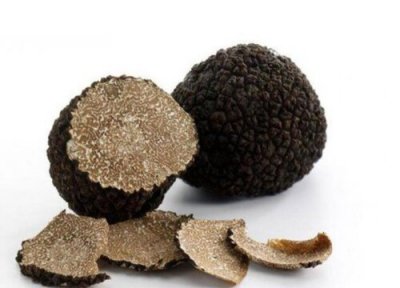 黑松露长在什么地方 松树上黑松露是怎么生长出来的