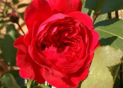 红达月季是藤本还是灌木 红达月季属于藤本还是灌木