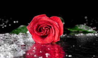 玫瑰花适合在什么地方种植 玫瑰花哪里种植好