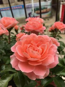 最值得入手的阳台月季品种 受欢迎的4款阳台月季推荐