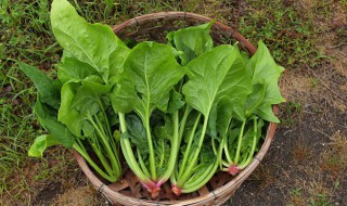 甲鱼和菠菜能一起吃吗 菠菜和甲鱼可以一起吃吗