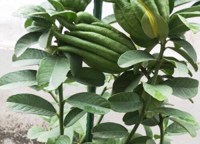 金佛手的养殖方法 金佛手的养殖方法和注意事项