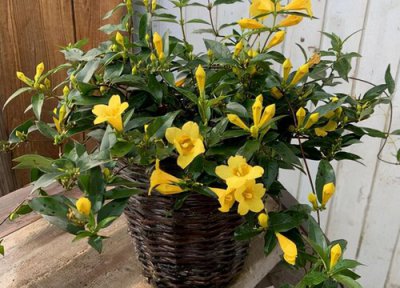 法国香水茉莉耐寒吗 香水茉莉最低耐寒温度以及越冬方法