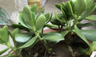 玉树可以放在客厅吗 玉树能不能放在客厅养植