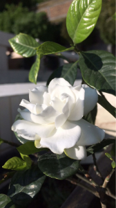 栀子花能晒太阳吗 栀子花是比较喜欢光照的花卉植物