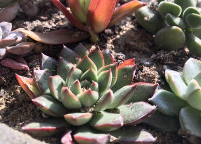 春季新手如何给多肉浇水 浇多少水合适