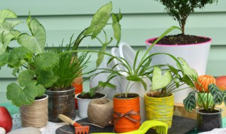 室外常见植物有哪些 室外常见植物有哪几种