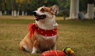 什么狗适合养卧室内 适合养卧室内的狗狗推荐