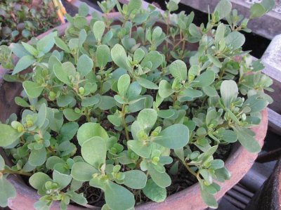 马齿苋树的养殖方法 马齿苋树的养殖方法和注意事项