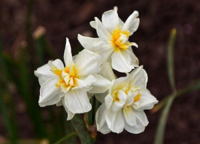 凌波仙子指的是什么花的别称 水仙花又被称为凌波仙子