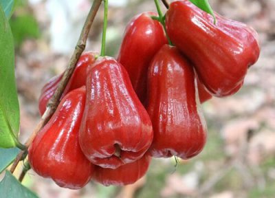 台湾的水果特产有哪些水果 台湾盛产的水果 图片