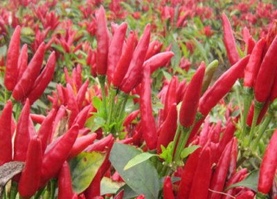 高产朝天椒新品种排行 目前产量最高朝天椒是什么品种