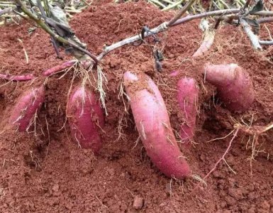 红薯成熟期薯块腐烂什么原因 收红薯时薯块腐烂什么病