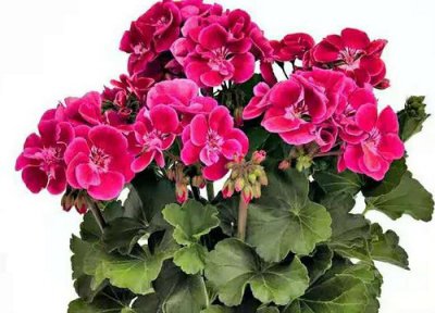 天竺葵花期 天竺葵花期期是什么时候