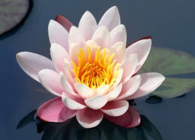 佛前供花禁忌 佛前献花有什么讲究