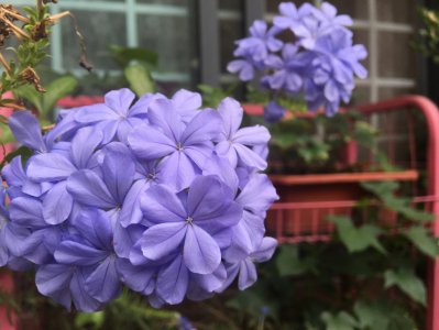 适合阳台暴晒的花卉植物 室内不怕阳光的盆栽花卉推荐