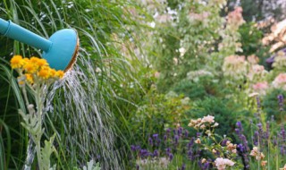 冬天太冷盆栽怎么浇水 冬天太冷盆栽如何浇水