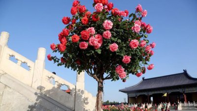 什么树可以嫁接月季花 月季花能和什么树嫁接养护