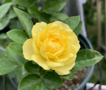 金丝雀月季优缺点 金丝雀月季无刺耐低温抗病能力好