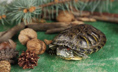 乌龟吃什么东西才能活得更久 人工饲养乌龟吃什么作为食物